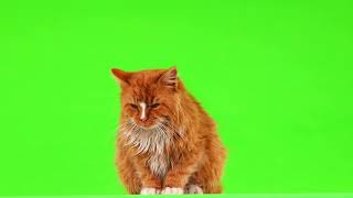 Cat 🐈 animation free no copyright
