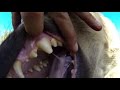 Inside a hyenas mouth