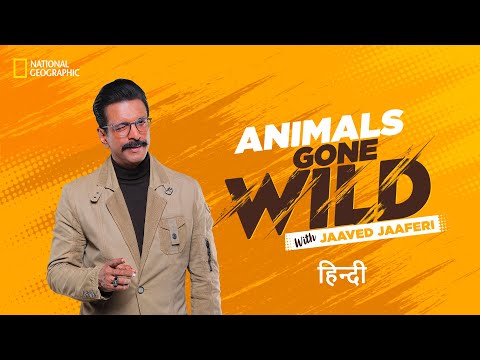 Animals Gone Wild with Jaaved Jaaferi | हिन्दी | National Geographic