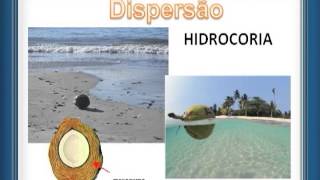 Superaulas Fuvest e Unicamp 2012 - 15.11 - Biologia - Angiospermas - Prof. Lika