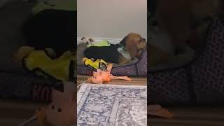 Video preview image #1 Beagle Puppy For Sale in Dunnellon, FL, USA