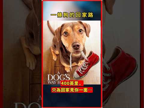 400英里生死歸途：流浪犬貝拉的極限回家奇蹟｜忠誠與等待的感人故事#精彩片段 #感人故事 #高能片段  #狗狗電影解說 #忠犬故事 #流浪狗 #動物故事 #催淚影片 #貝拉 #回家之路 #寵物感人