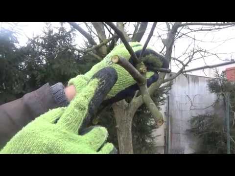 Jak przyciąć orzech włoski? #zielonepogotowie