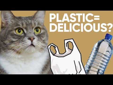 Why Do Cats Lick Plastic?