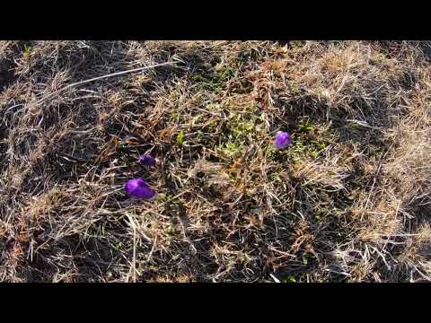 Generoșii munți ai Baiului - gara Bușteni - vârful Băiuțul - gara Azuga