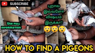 Full details about Pigeons  Tamil YouTribers