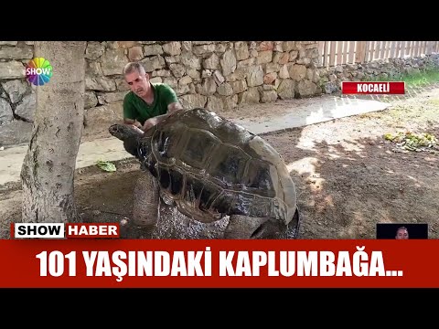 101 yaşındaki kaplumbağa...