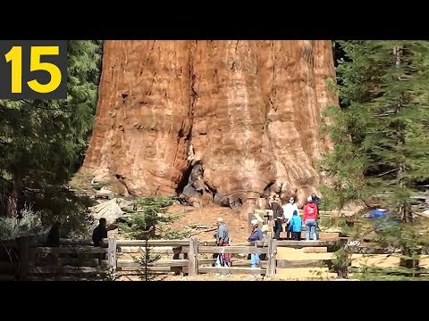 These Size of These 15 Enormous Trees Will Shock You