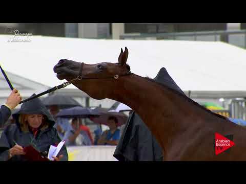 N.4 BELLA VIKTORIA - Bergamo 2017 - Yearling Fillies (Class 1A)