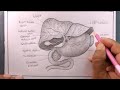 how to draw human liver/human liver diagram easy