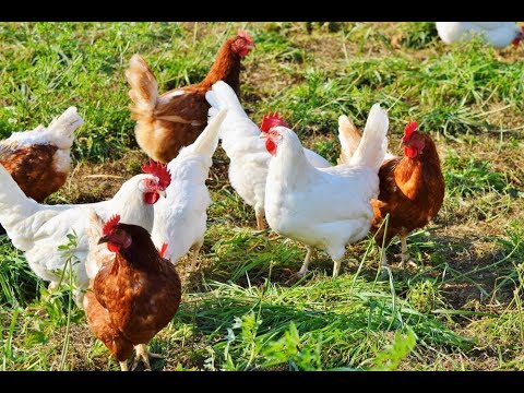 , title : 'fonte alternativa de Vitaminas A D3 E B1 B2 B6 B12 Nicotinamida para galinhas pintinhos frangos aves'