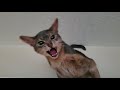 Abyssinian Mad About Going To The Veterinarian