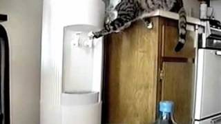 Кошка и кулер для воды