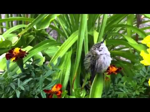 Sleeping hummingbird