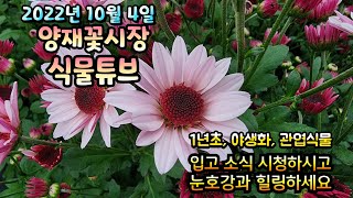양재꽃시장 식물튜브 2022년 10월 4일  입고영상 시청 하시면서 눈호강과 힐링 하세요~~  #양재꽃시장 …
