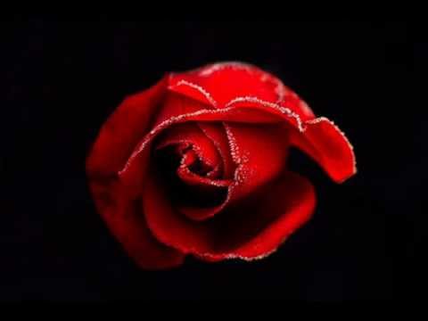 Assou et Sevi Amour Vital Album 2001