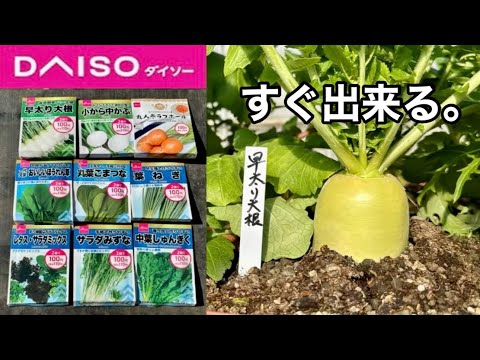 ズッキーニの準備: 野菜はさまざまな方法で使用できます 植物