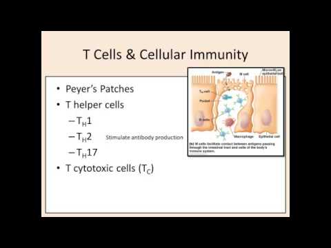 C17   Adaptive Immiunity