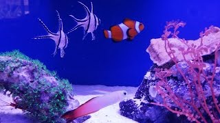 How to setup a 20 gallon long reef tank, New Rocks, firefish, damsel