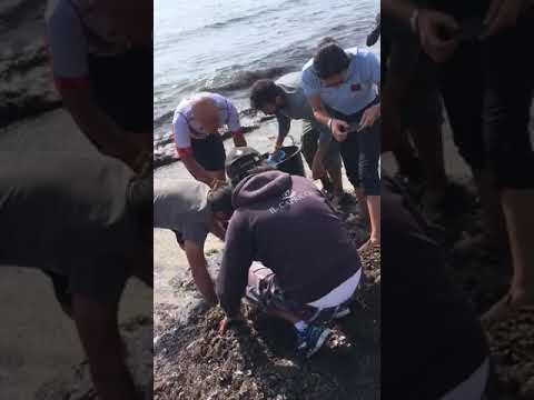 Tartaruga marina salvata sulla spiaggia di Marina di Campo