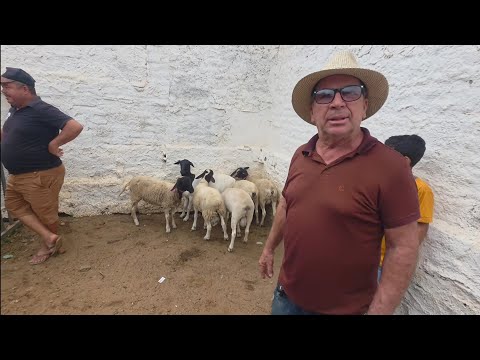 HOJE NA FEIRA DE ANIMAIS DE BARRA DE SÃO MIGUEL-PB 