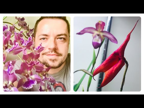 Orchid Collection Updates