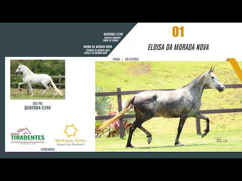 LOTE 01 ELOISA DA MORADA NOVA