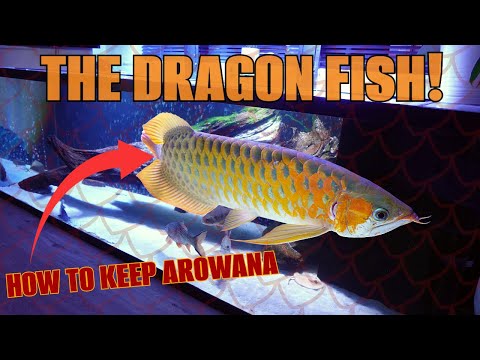 Asian Arowana Scleropages formosus everything you need to know