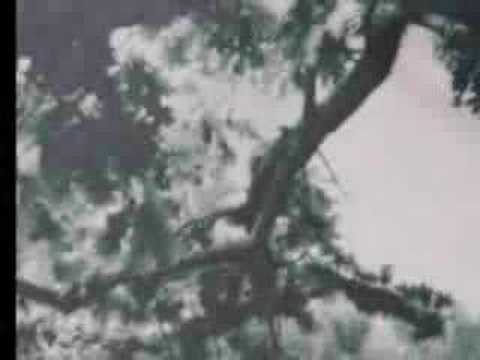 Thumbnail for video: The First Kiss - Gary Cooper and Fay Wray Thumbnail for video: The First Kiss - Gary Cooper and Fay Wray