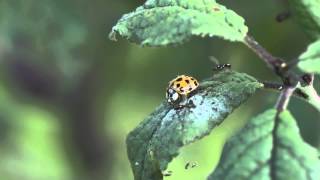 preview picture of video 'Ladybug fights against some sort of flies'