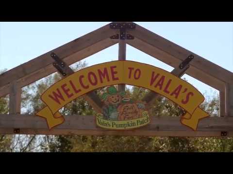 download lagu mp3 mp4 Pumpkin Patch Omaha, download lagu Pumpkin Patch Omaha gratis, unduh video klip Pumpkin Patch Omaha