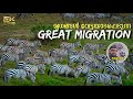 Great Migration In Masai Mara Hyena In African Wildlife Malayalam 4K