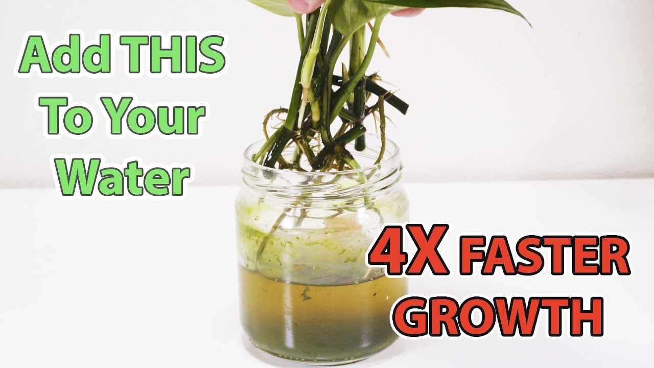 Do cuttings in water need fertilizer?