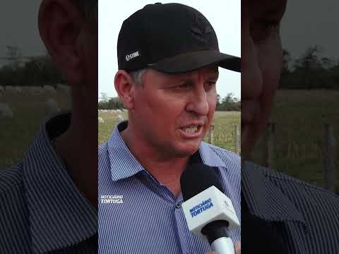 Bovinocultura em ILP, de opção para solução em fazenda do MS | Noticiário Tortuga