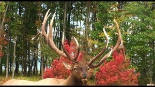 Benezette Pennsylvania Elk and The Pa Wilds