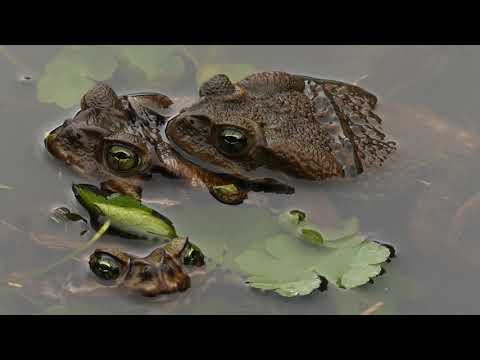 fauna brasileira sertaneja CANTORIA DE SAPOS CURURU anfíbios silvestres floresta atlântica brazilian
