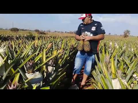 Alemão do Abacaxi Minas Gerais Frutal