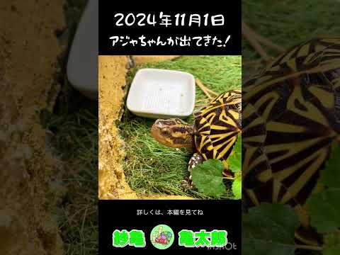 bassin-jardin-pont-blanc-pierre-plantes-mangeoire