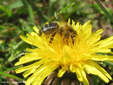 Det nordiska biet - att odla inhemska honungsbin - del 2