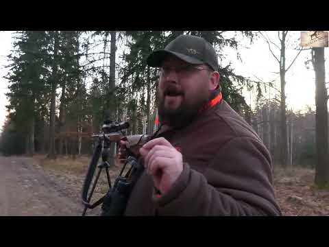 SUDECKA OSTOJA 112/2022 Tańczący z bykami! Deer hunting Wild jagen chasse au cerf polowanie