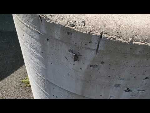 Heavy Spotted Lanternfly Infestation in Monroe Township, NJ