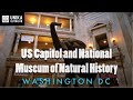 Washington D.C., US Capitol Visitor Center. National Museum of Natural History, 4k tour