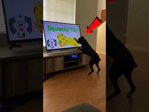 Never let your dog watch Tv #shorts