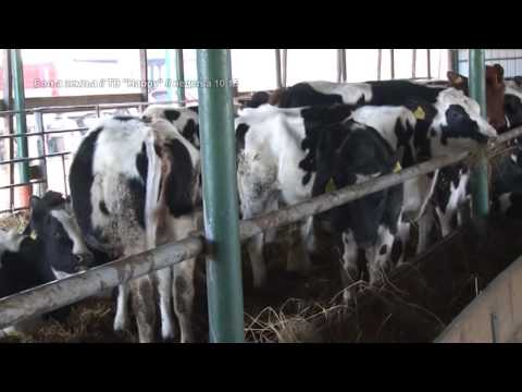 Neverovatni nacini da povecate efikasnost na farmi mlecnih goveda   izmenjivaci toplote i silosi