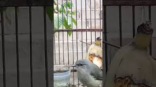 Download lagu SUARA BURUNG OPIOR JAWA ALIS TIPIS GACOR NGEPLONG mp3