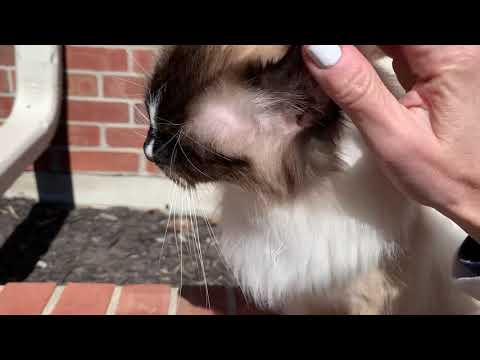 Cat Neurologist Cost Detailed Login Instructions Loginnote