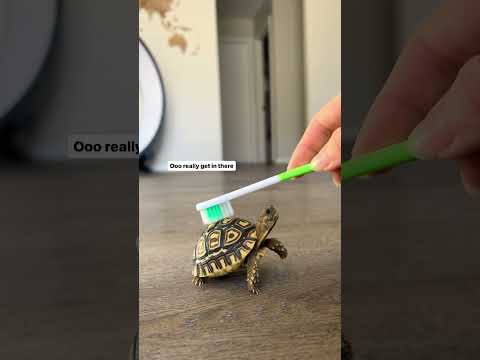 Adorable baby tortoise  #babytortoise #babyanimals #cuteanimals #tortoise #pets