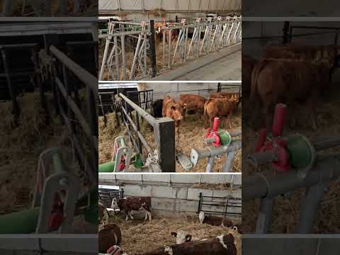 Realizacje obory 'pod klucz' tylko w ARBENIE! #rolnictwo #obora #hodowla #agriculture #bydłomięsne