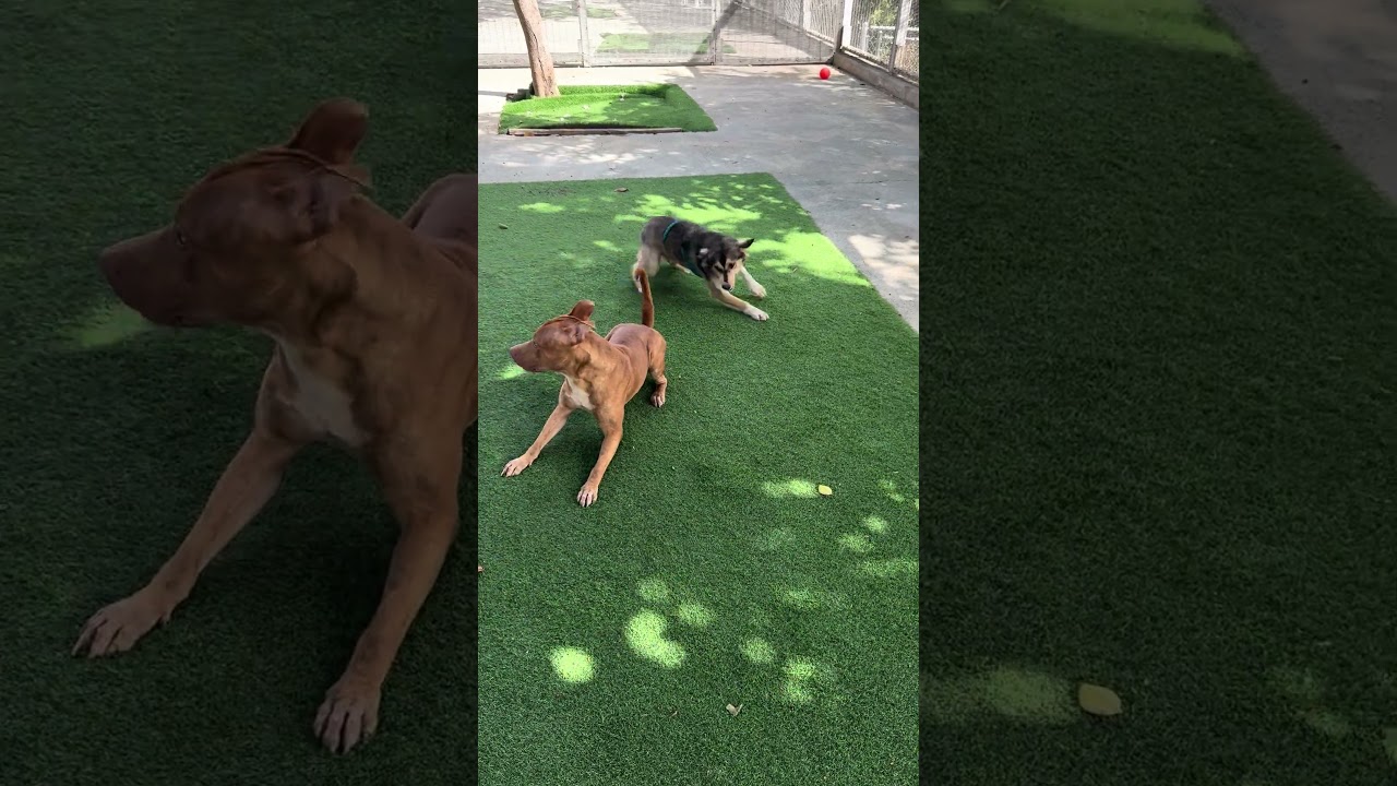 Enlarge Chico, a Adoptable mixed breed in Northbrook, IL video 6/6