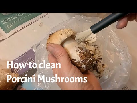 How to clean Porcini Mushrooms at home